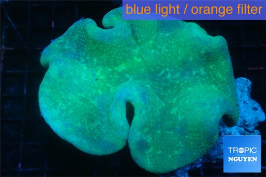 Sarcophyton green body long polyps 8-14 cm WYSIWYG acclimaté