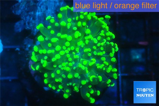 Euphyllia paradivisa green & yellow tip 3-5 cm WYSIWYG acclimaté