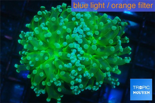 Euphyllia yaeyamaensis green 4-8 cm WYSIWYG acclimaté