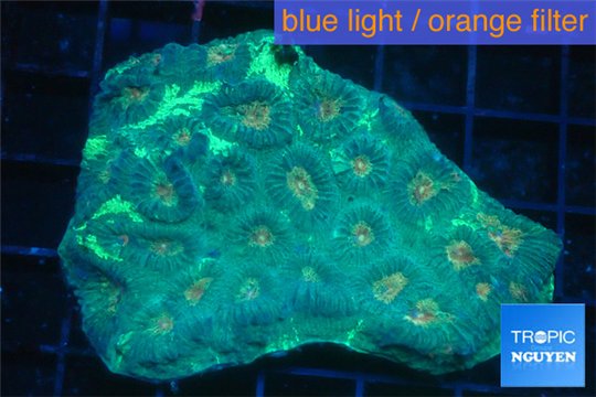 Favia green & orange eyes 4-7 cm WYSIWYG acclimaté