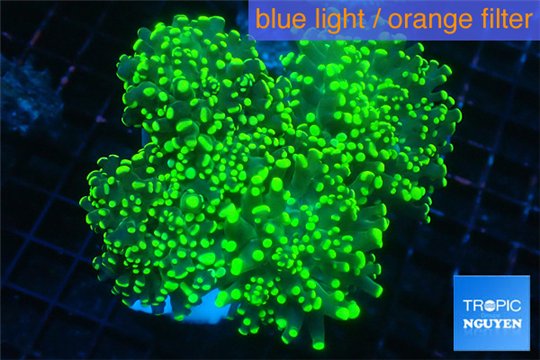 Euphyllia yaeyamaensis green 8-15 cm WYSIWYG acclimaté