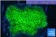 Montipora green & purple polyps 3-4 cm WYSIWYG acclimaté
