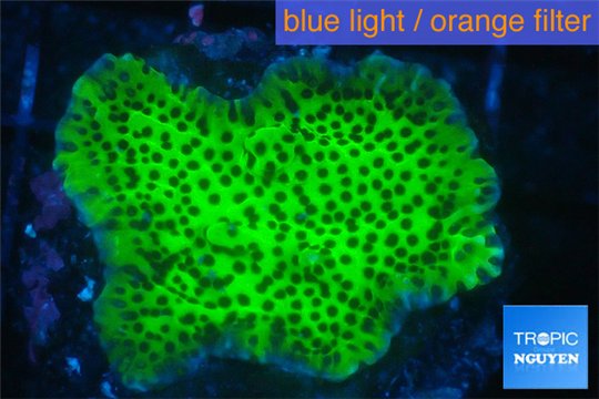 Montipora green & purple polyps 3-4 cm WYSIWYG acclimaté