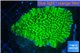 Montipora green & purple polyps 3-4 cm WYSIWYG acclimaté
