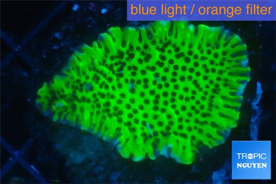 Montipora green & purple polyps 3-4 cm WYSIWYG acclimaté