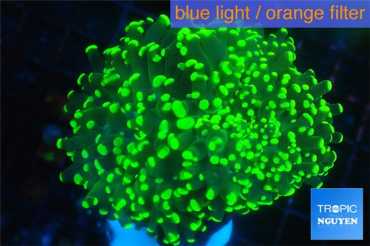 Euphyllia yaeyamaensis green 4-7 cm WYSIWYG acclimaté