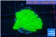 Montipora green cap 1-2 cm WYSIWYG acclimaté