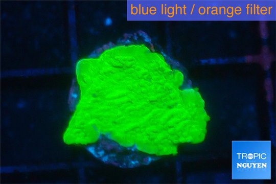 Montipora green cap 1-2 cm WYSIWYG acclimaté