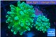 Euphyllia yaeyamaensis green 4-8 cm WYSIWYG acclimaté