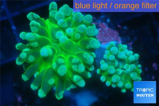 Euphyllia yaeyamaensis green 4-8 cm WYSIWYG acclimaté