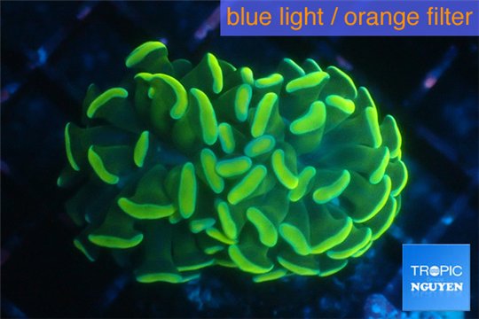 Euphyllia paraancora gold 4-7 cm WYSIWYG acclimaté