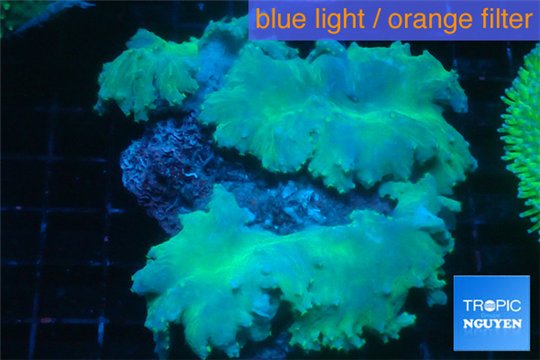 Sinularia dura greeny 9-14 cm WYSIWYG acclimaté