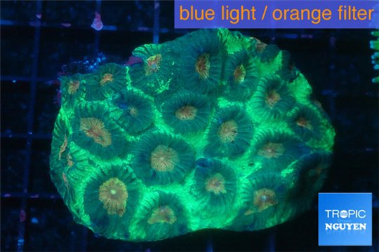 Favia green & orange eyes 4-7 cm WYSIWYG acclimaté