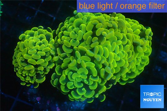 Euphyllia paraancora gold 7-12 cm WYSIWYG acclimaté