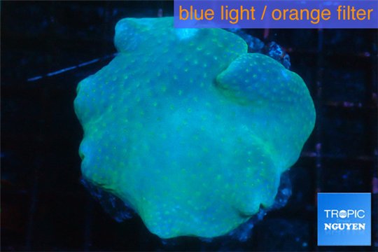 Sarcophyton greeny body long polyps 8-14 cm WYSIWYG acclimaté