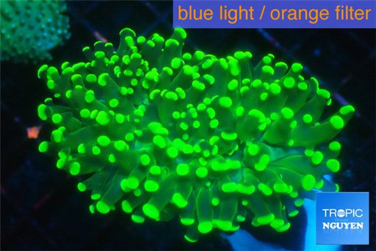 Euphyllia yaeyamaensis green 5-9 cm WYSIWYG acclimaté