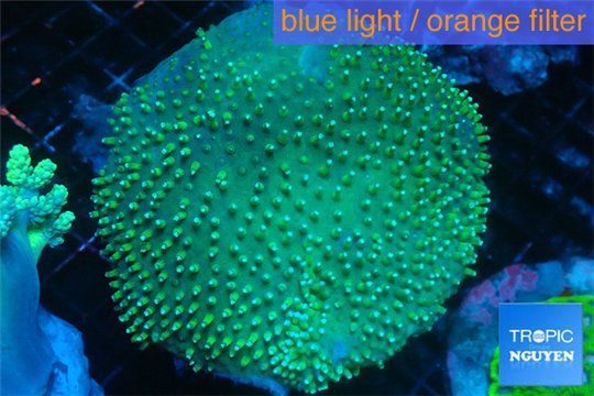 Sarcophyton greeny body long polyps 8-14 cm WYSIWYG acclimaté