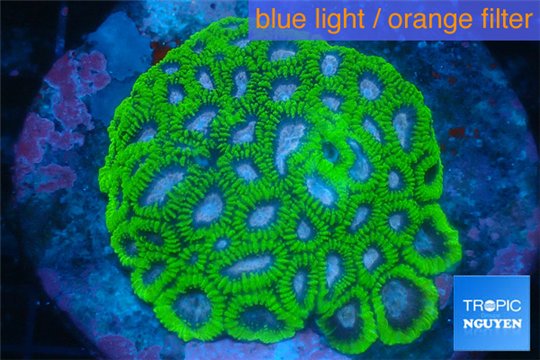 Favia pink & green premium 6-9 cm WYSIWYG acclimaté