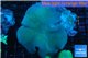 Sarcophyton greeny body long polyps 8-14 cm WYSIWYG acclimaté