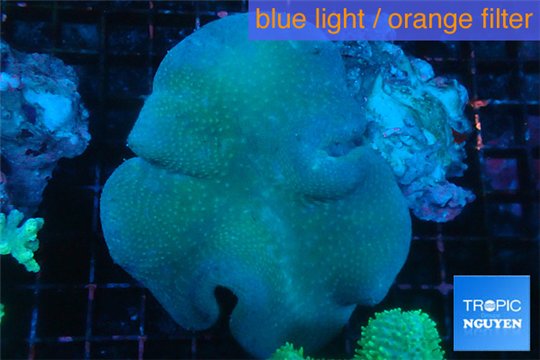 Sarcophyton greeny body long polyps 8-14 cm WYSIWYG acclimaté