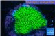 Montipora green & purple polyps 3-4 cm WYSIWYG acclimaté