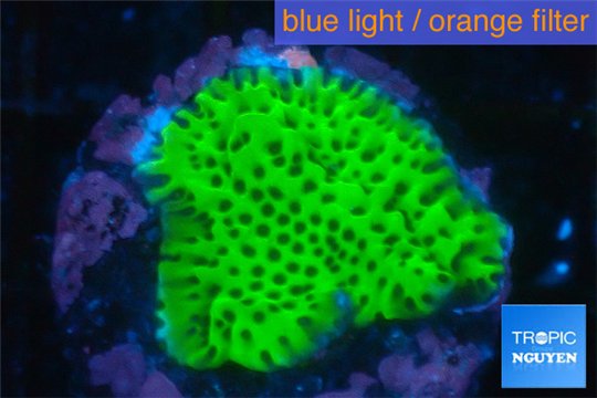 Montipora green & purple polyps 3-4 cm WYSIWYG acclimaté