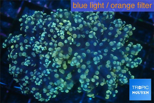 Euphyllia paradivisa orange 7-10 cm WYSIWYG acclimaté