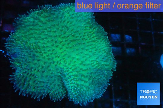 Sarcophyton greeny body long polyps 8-14 cm WYSIWYG acclimaté