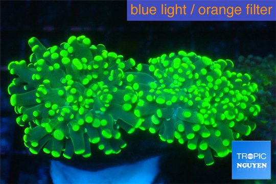 Euphyllia yaeyamaensis green 5-10 cm WYSIWYG acclimaté