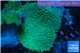 Sarcophyton greeny body long polyps 8-14 cm WYSIWYG acclimaté