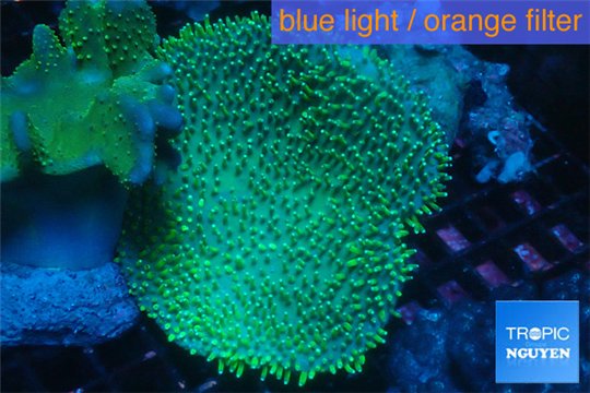 Sarcophyton greeny body long polyps 8-14 cm WYSIWYG acclimaté