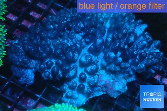 Cladellia short finger 9-16 cm WYSIWYG acclimaté