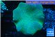 Sarcophyton greeny body long polyps 8-14 cm WYSIWYG acclimaté