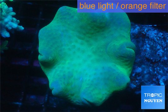 Sarcophyton greeny body long polyps 8-14 cm WYSIWYG acclimaté