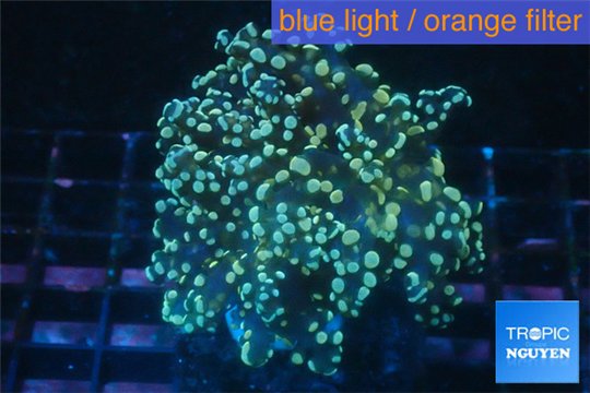 Euphyllia paradivisa orange 7-10 cm WYSIWYG acclimaté