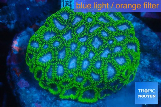 Favia pink & green premium 6-9 cm WYSIWYG acclimaté