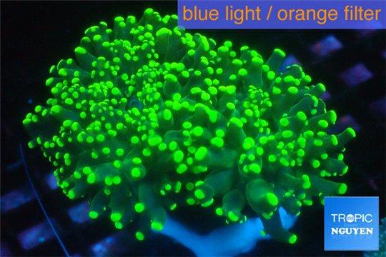 Euphyllia glabrescens green & yellow tip 4-8 cm WYSIWYG acclimaté