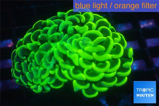 Euphyllia ancora neon green 5-8 cm WYSIWYG acclimaté