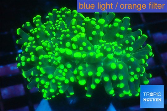 Euphyllia glabrescens green & yellow tip 4-8 cm WYSIWYG acclimaté