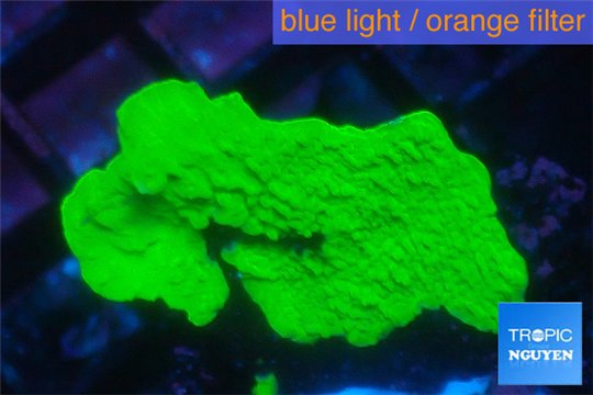 Montipora green cap 3-5 cm WYSIWYG acclimaté