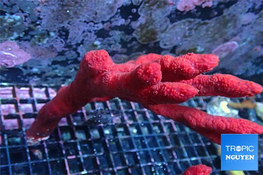 Red sponge ( no symbiotic) 16-22 cm WYSIWYG acclimaté