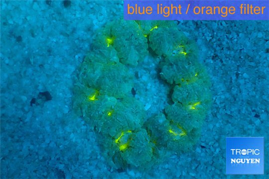 Epicystis yellow flash premium 4-7 cm WYSIWYG acclimaté