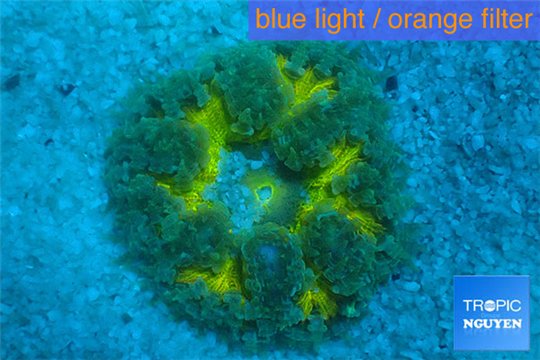 Epicystis green & yellow premium 4-7 cm WYSIWYG acclimaté