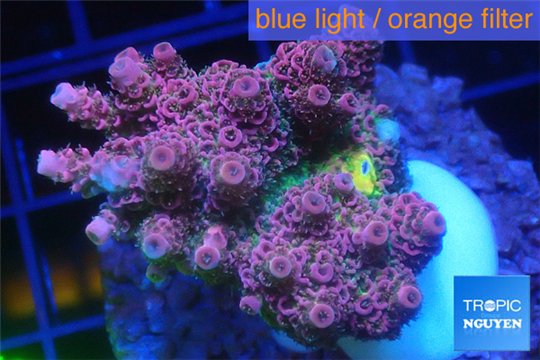 Acropora hyacinthus pink & green 3-5 cm WYSIWYG acclimaté