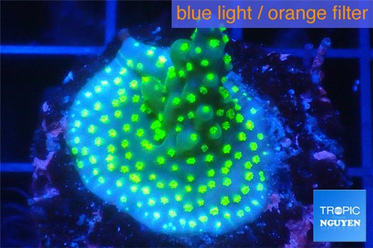 Acropora nana 2-4 cm WYSIWYG acclimaté