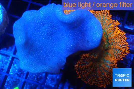 Sarcophyton green polyps + Discosoma red superman 4-7 cm WYSIWYG acclimaté