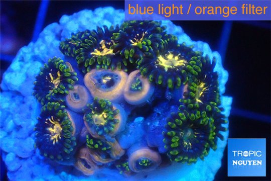 Zoanthus galaxy 2-4 cm WYSIWYG acclimaté