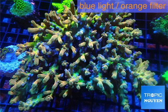 Acropora premium deep water 14-17 cm WYSIWYG acclimaté
