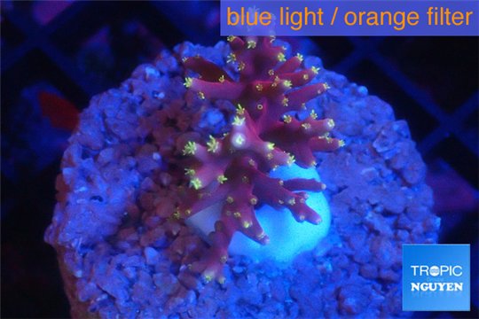 Acropora carduus pink & golden polyps deep water 3-4 cm WYSIWYG acclimaté