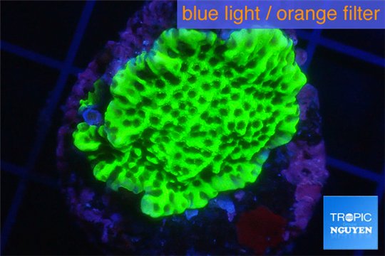 Montipora green & purple polyps 2-4 cm WYSIWYG acclimaté